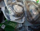3130 Dwp 64 Precision Dodge Truck Van Rear Door Seals Pair New